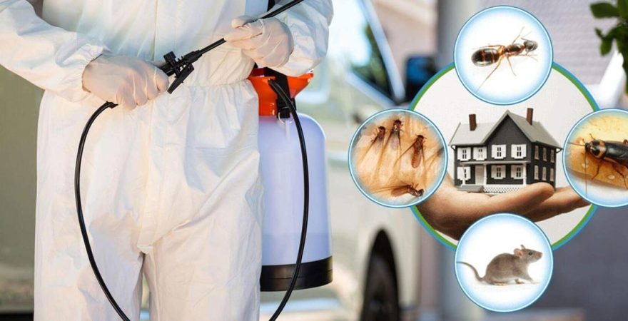 Küçükçekmece Böcek İlaçlama
